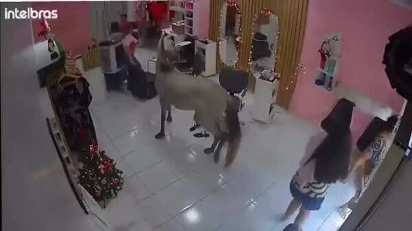 #viral | Fashion-Forward Horse Strolls Into a Brazilian Salon — and Refuses to Leave - Sputnik Africa