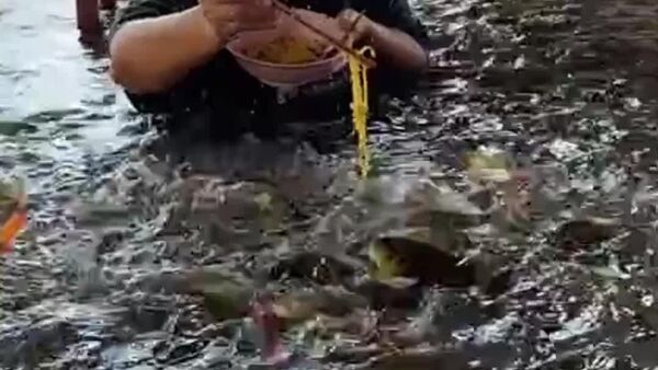 Même en pleine inondation, on peut trouver la paix… et nourrir les poissons - Sputnik Afrique