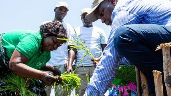 Mozambique Opens Modern Sesame Processing Factory - Sputnik Africa