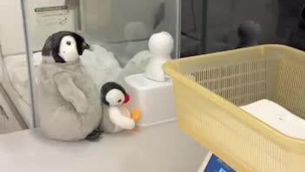 #viral | 'This Can't Be My Pre-Holiday Weight!' - Sputnik Africa