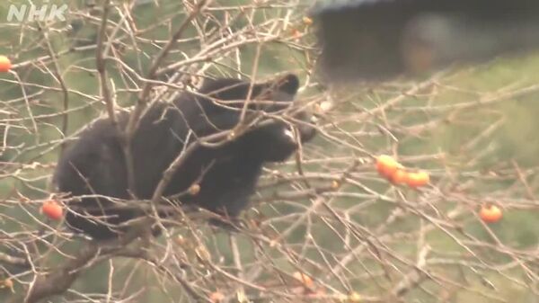 #viral | Bear Cub Caught Stealing Persimmons in Japan - Sputnik Africa