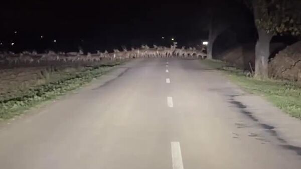 Priorité aux piétons - Sputnik Afrique