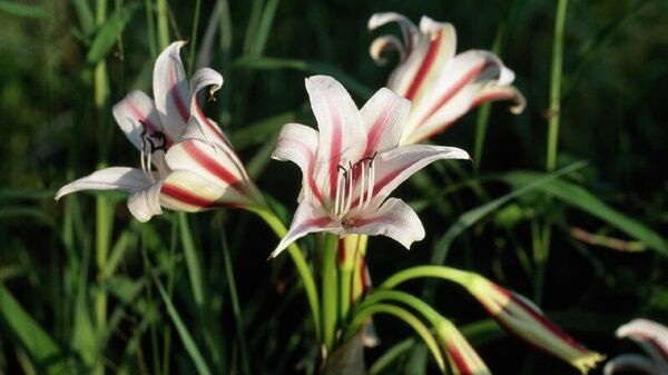 Zimbabwe Flower Exports Hit $2 - Sputnik Africa