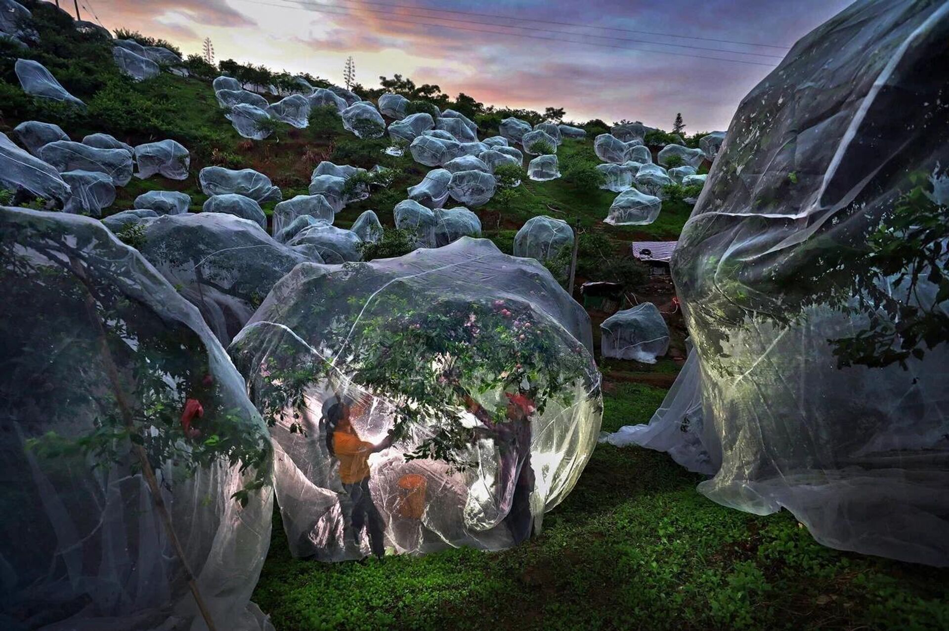 Arbres fruitiers sous les bâches - Sputnik Afrique, 1920, 18.11.2025