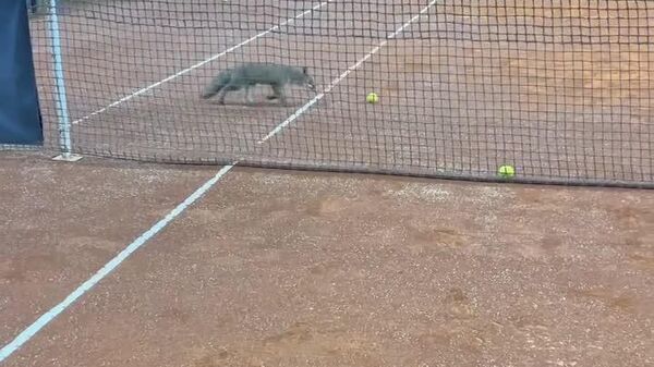 #viral | Italy's Cutest Court Intruder: Fox That Loves Tennis Balls - Sputnik Africa