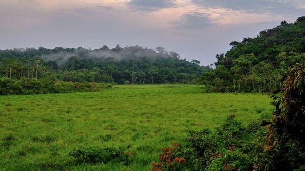 Gabon to Invest $86 Mln to Protect 34 - Sputnik Africa