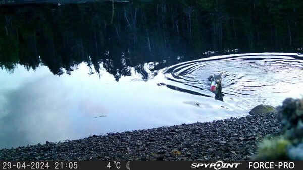 #viral | First Time Documented: Wild Wolf Uses Tools to Forage for Food - Sputnik Africa