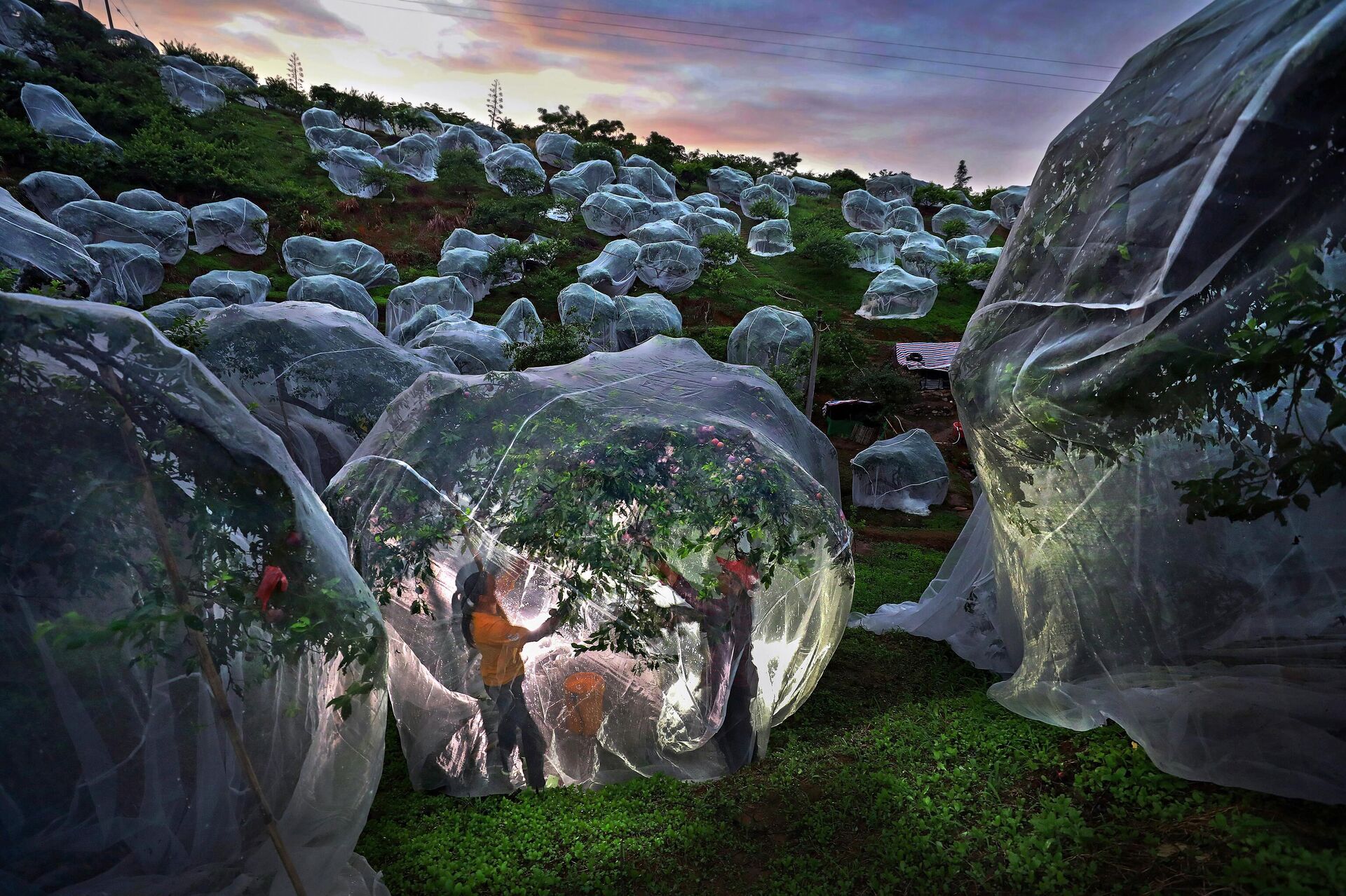 Fruit trees growing in tents by Mengdan Zhu from China - Sputnik Africa, 1920, 19.11.2025