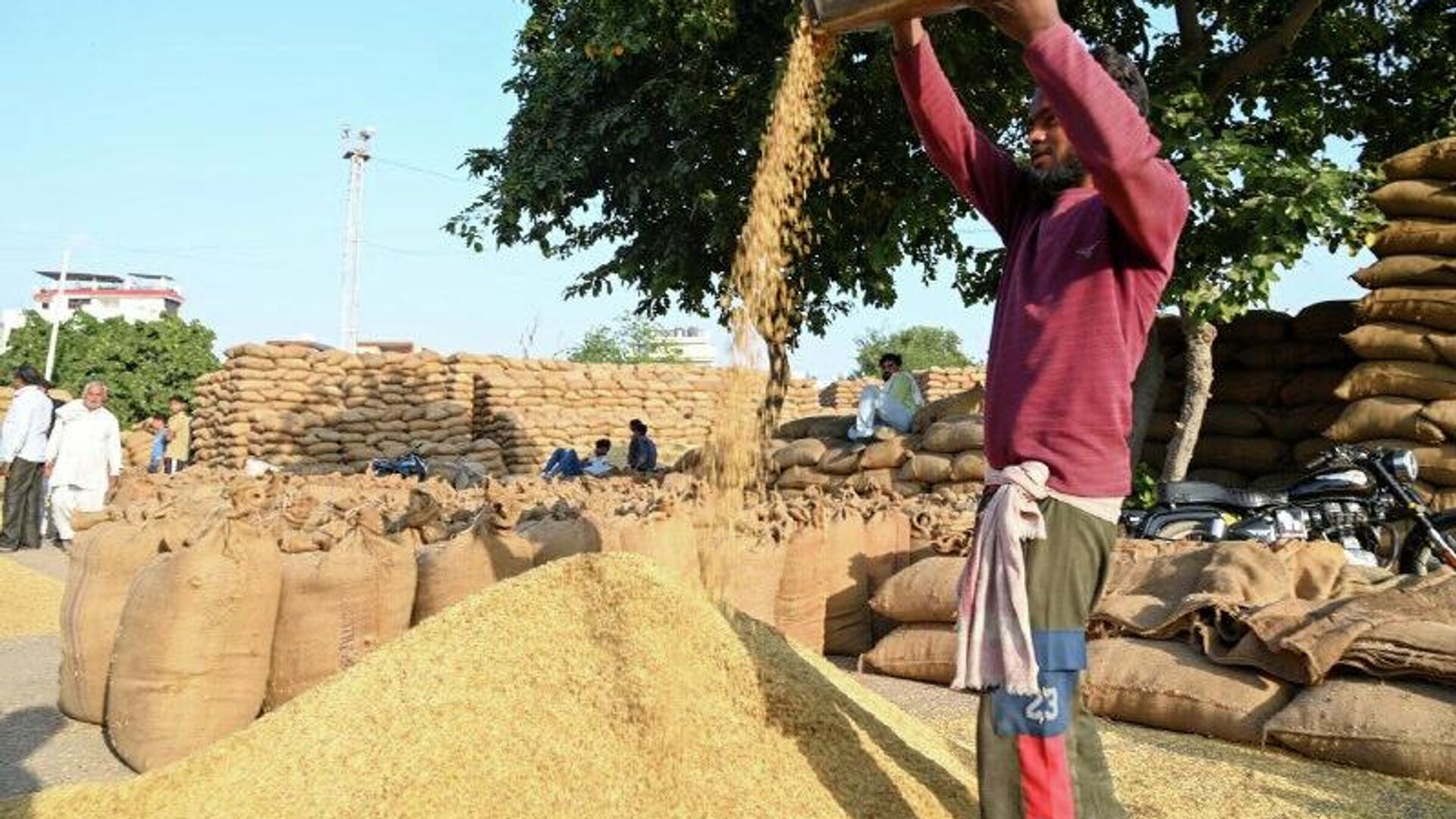 Ethiopia Aims to Become Global Leader in Pulses and Oilseeds Exports, Says Trade Minister Ethiopia Aims to Become Global Leader in Pulses and Oilseeds Exports, Says Trade Minister - Sputnik Africa, 1920, 19.11.2025