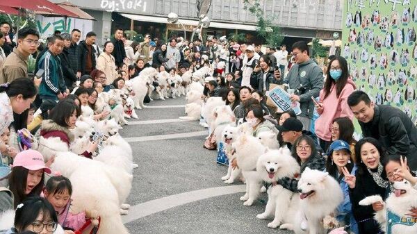 Paradis des toutous en Chine: quand les samoyèdes décident de conquérir le centre-ville - Sputnik Afrique