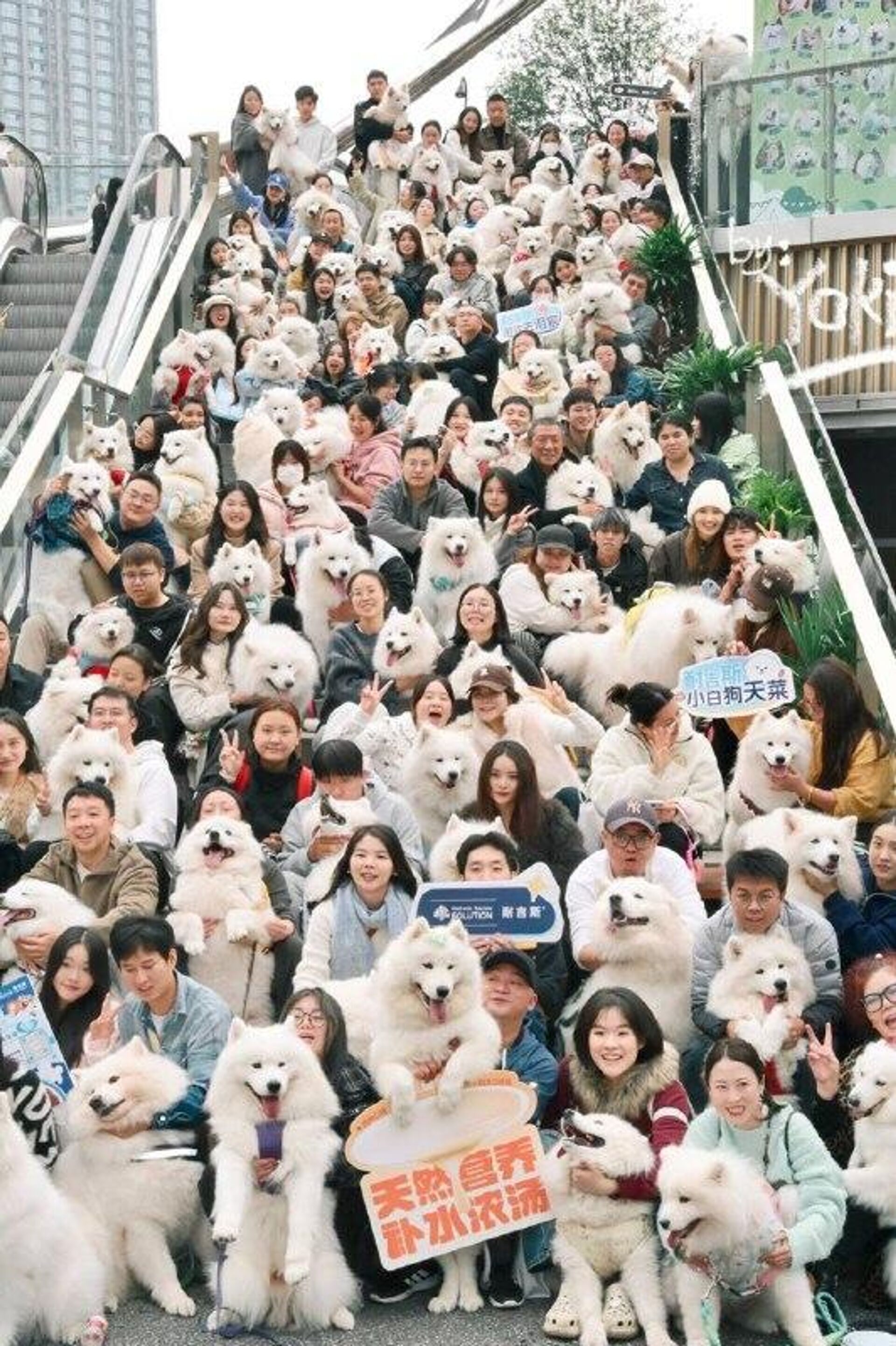 Paradis des toutous en Chine: quand les samoyèdes décident de conquérir le centre-ville Paradis des toutous en Chine: quand les samoyèdes décident de conquérir le centre-ville - Sputnik Afrique, 1920, 21.11.2025