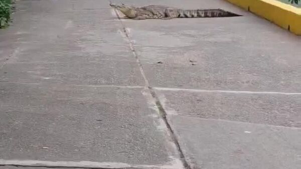#viral | Just Another Weekday in Mexico's Veracruz: Croc vs - Sputnik Africa