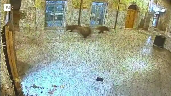 #viral | Bear Family Strolls Near Theatre in Italy - Sputnik Africa