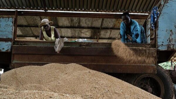 Zimbabwe Aims to Raise Wheat Production From 640,000 Tonnes to 1 - Sputnik Africa