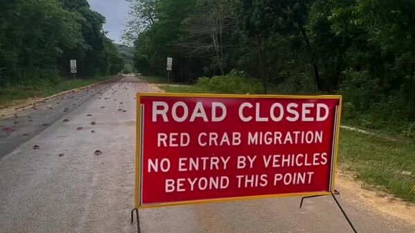▶ 40 millions de crabes, une mission: la Marche Rouge - Sputnik Afrique