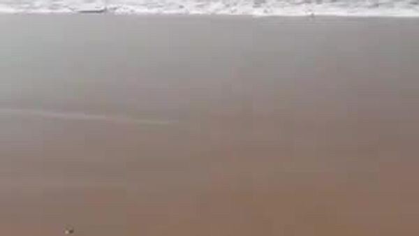 #viral | Black Mamba Spotted Swimming Off South Africa's Durban Beach - Sputnik Africa