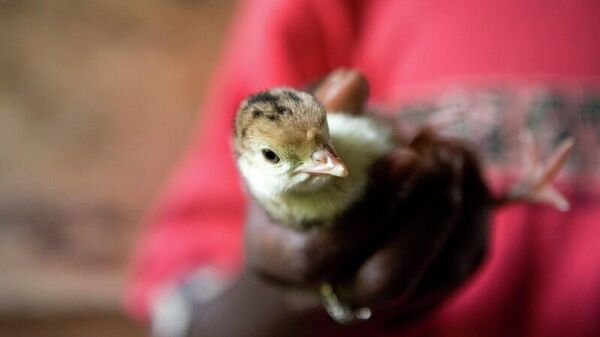 Ghana to Achieve Poultry Self-Sufficiency by 2029, Minister Says - Sputnik Africa