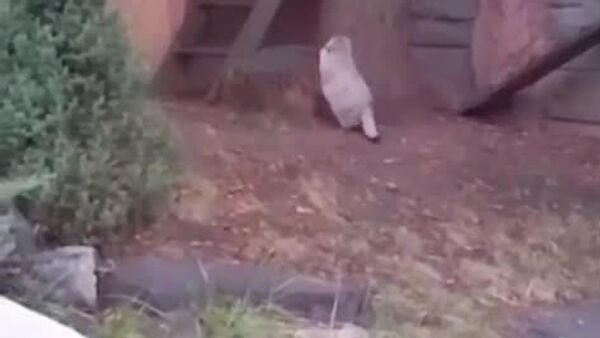 #viral | Mission Accomplished: Moscow Zoo’s Pallas’s Cat Timofey Can’t Climb a Tree After Putting on Winter Weight - Sputnik Africa