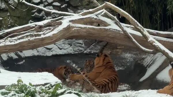 #viral | Polish Zoo's Tigers Make Their Winter Debut in Enchanting First-Snow Video - Sputnik Africa