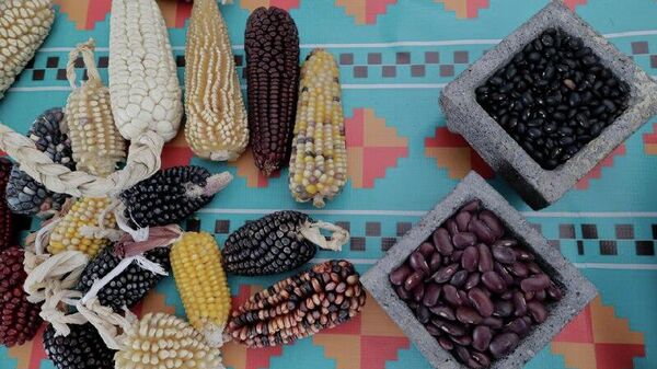 South Africa Reportedly Harvests Second-Largest Corn Crop on Record Amid Favorable Rains - Sputnik Africa