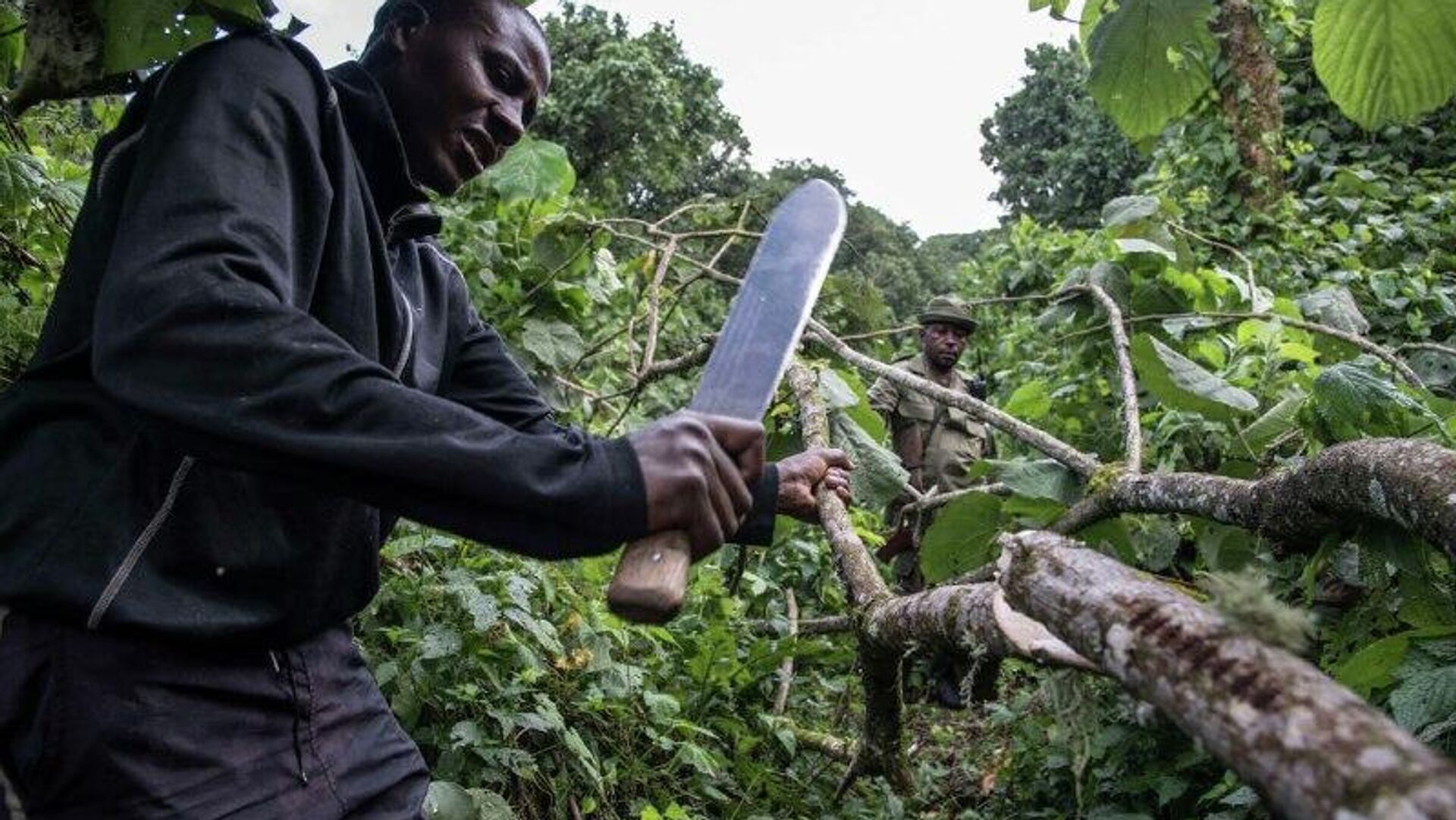 Africa's Forests Now Emit More Carbon Than They Absorb, Study Reveals Africa's Forests Now Emit More Carbon Than They Absorb, Study Reveals - Sputnik Africa, 1920, 29.11.2025
