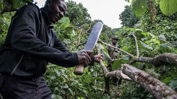 Africa's Forests Now Emit More Carbon Than They Absorb, Study Reveals - Sputnik Africa