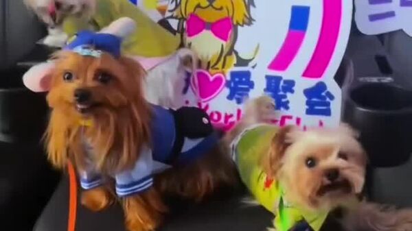 #viral | Special Dog-Friendly 'Zootopia 2' Screenings - Sputnik Africa