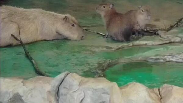 #viral | Monday Morning Blues Even for Capybaras at Moscow Zoo - Sputnik Africa
