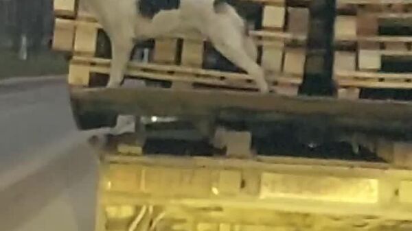 #viral | Free Ride: Train Surfer Dog Spotted in Moscow Region - Sputnik Africa