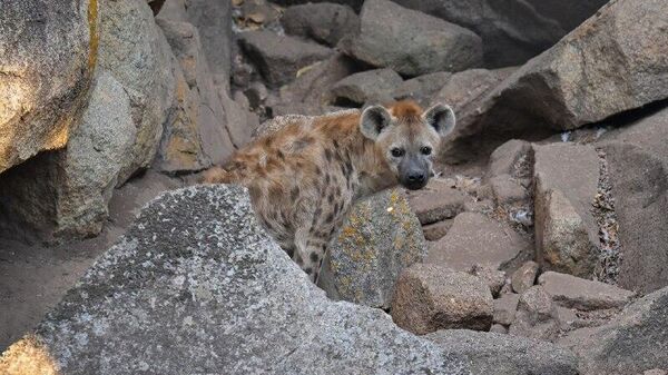 Zimbabwe Signs Parks and Wildlife Management Amendment Act Into Law - Sputnik Africa