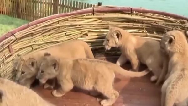 #viral | Little African Lions Make Adorable Public Debut in China Theme Park - Sputnik Africa