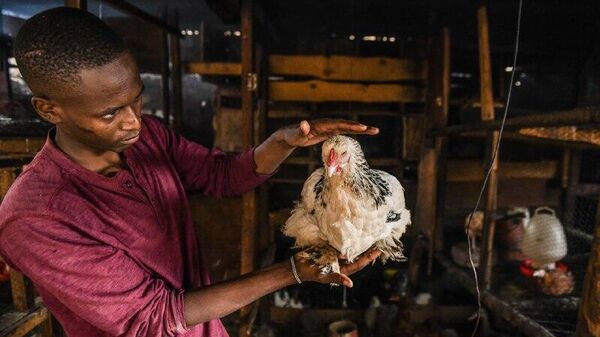 Protecting Livestock & Humans: Over 200,000 Poultry Vaccinated Against Newcastle Disease in Ghana - Sputnik Africa