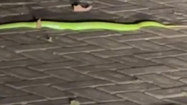 Un chat a sauvé ses maîtres russes d'une morsure de serpent venimeux à Bali - Sputnik Afrique