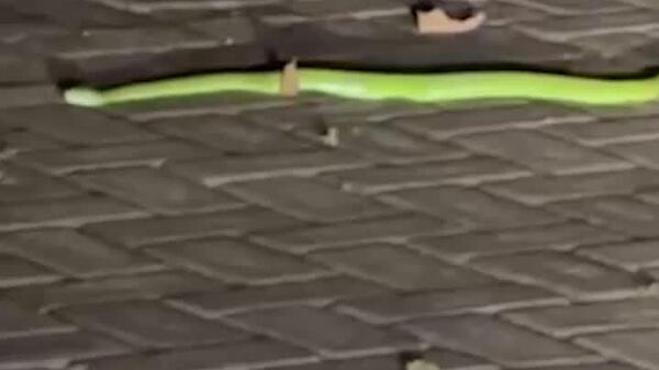 #viral |Russian Cat Masya Saves Her Owners From Poisonous Snake in Bali - Sputnik Africa