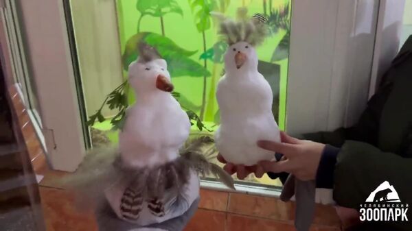 ▶ Des suricates africains découvrent la neige pour la première fois dans un zoo russe - Sputnik Afrique