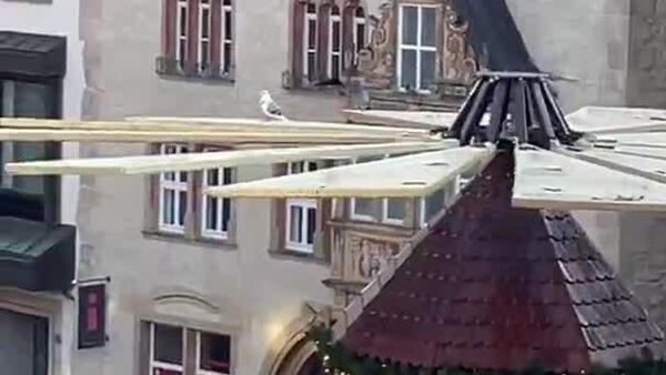 En Allemagne, les oiseaux volent la vedette à la crèche-manège - Sputnik Afrique