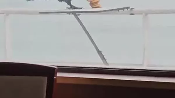 ‍⬛ Un corbeau coquin filmé en pleine opération de ramassage de buffet gratuit - Sputnik Afrique