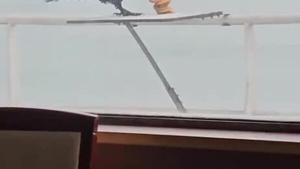 ‍⬛ Un corbeau coquin filmé en pleine opération de ramassage de buffet gratuit - Sputnik Afrique