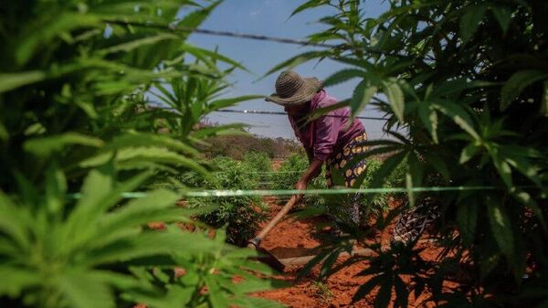 Zimbabwe Commissions High-Tech Forestry Lab to Boost Reforestation & Climate Resilience: Minister - Sputnik Africa