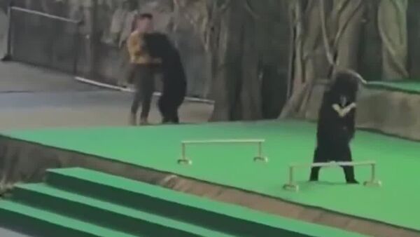 En Chine, un ours noir attaque un gardien lors d'un show - Sputnik Afrique