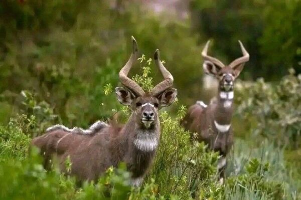 Tourism Booms in Ethiopia's Bale Mountains, Lifting Local Incomes, Officials Say - Sputnik Africa