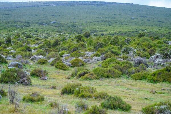 Tourism Booms in Ethiopia's Bale Mountains, Lifting Local Incomes, Officials Say - Sputnik Africa