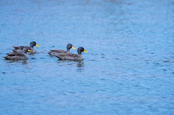 Tourism Booms in Ethiopia's Bale Mountains, Lifting Local Incomes, Officials Say - Sputnik Africa