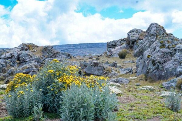 Tourism Booms in Ethiopia's Bale Mountains, Lifting Local Incomes, Officials Say - Sputnik Africa