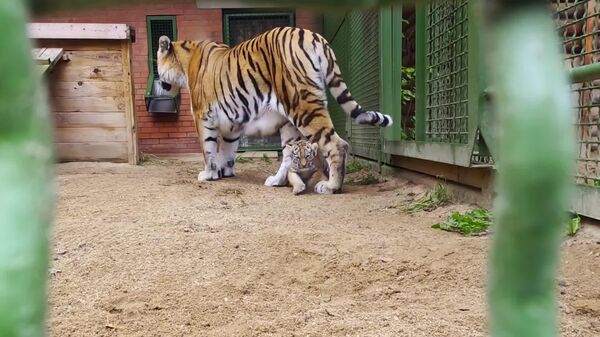 Deux petits tigres de l'Amour, une espèce rare, sont nés au zoo de Moscou - Sputnik Afrique