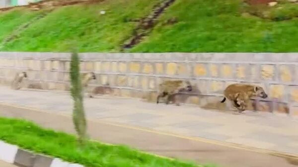 Les hyènes semblent être les vrais boss des rues en Éthiopie - Sputnik Afrique