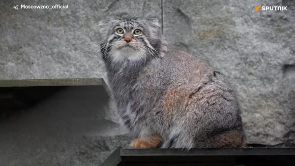 #viral | Timofey the Pallas’s Cat Completes Winter 'Bulking' Phase - Sputnik Africa