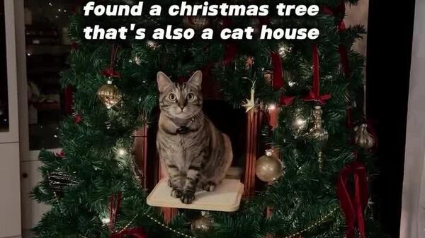 #viral | Purr-Fect Christmas Tree Found, Promising Harmonious Holiday for Both Owner and Cat - Sputnik Africa