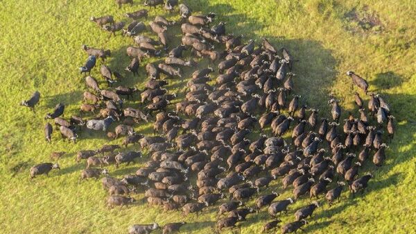 Nigeria Seeks to Modernize Livestock Sector With Botswana’s Expertise to Boost Productivity & Non-Oil Exports: Minister - Sputnik Africa