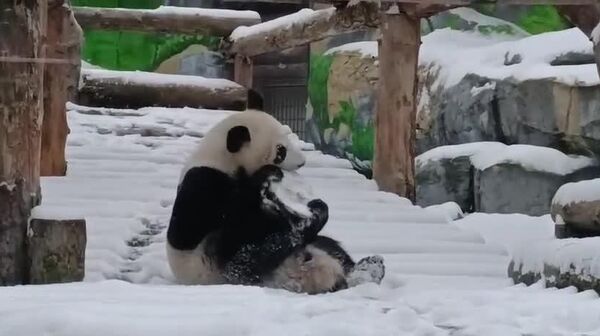 La panda Katioucha se réjouit de la neige tombée sur la capitale - Sputnik Afrique